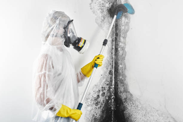 Best Attic Mold Removal  in Wasilla, AK
