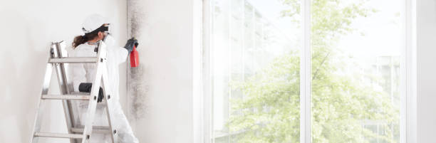 Best Black Mold Removal  in Wasilla, AK