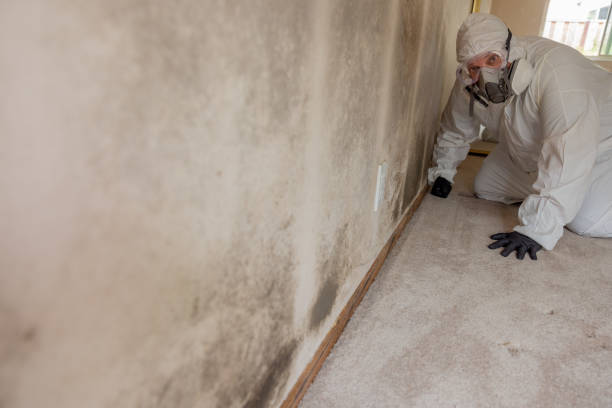 Best Water Damage & Mold Remediation  in Wasilla, AK